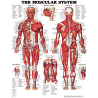 First Aid/Educational Posters
